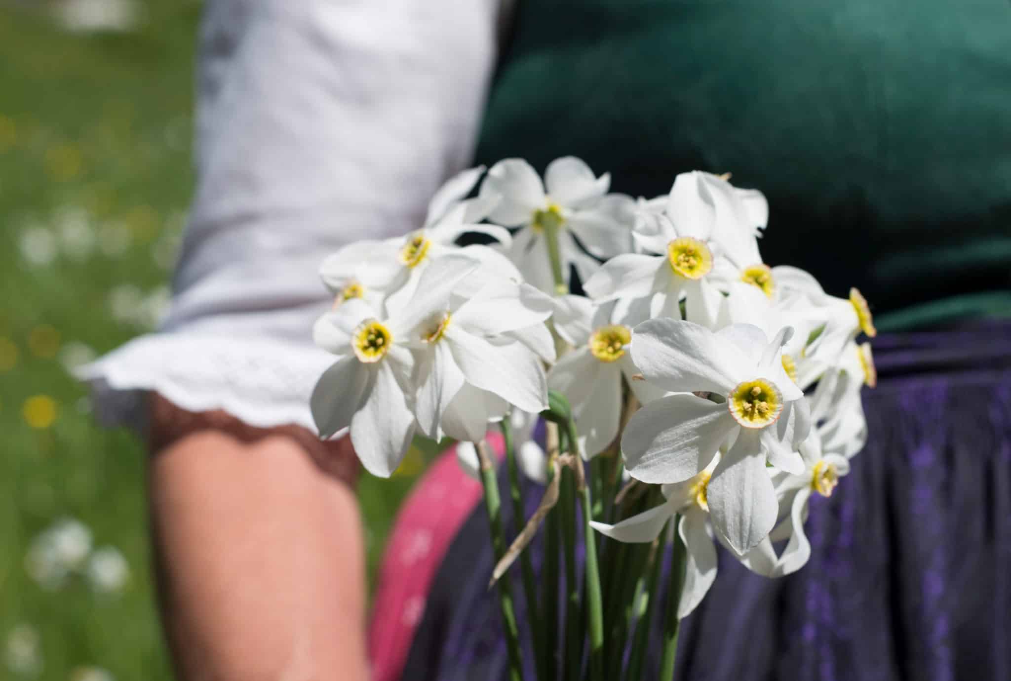  Narzissenfest in Bad Aussee - Die Ferienprofis in Russbach Illustration 